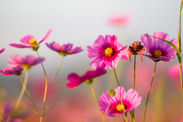 Cosmos flowers in the filed.