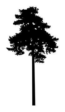 Image silhouette of pine  tree (cedar) . Can be used as poster, badge, emblem, banner, icon, sign, decor...