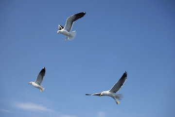 Three gray white seagull on blue sky background
