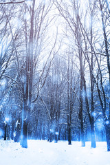 Naklejka premium Winter forest nature snowy background.