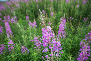 field with fireweed
