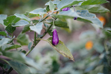 Aubergine plant with aubergine