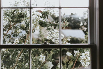 View of white flowers through window