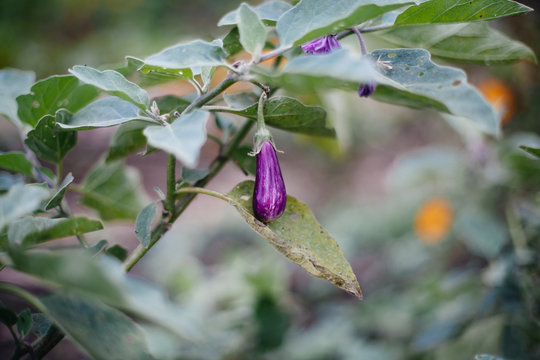 Aubergine plant with aubergine
