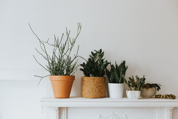 Potted plants in row, on fireplace