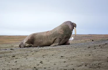 Afwasbaar Fotobehang Arctica Walrus haul-out