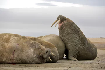 Deurstickers Walrus haul-out © Vladimir Melnik