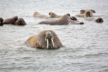 Walrus in the sea