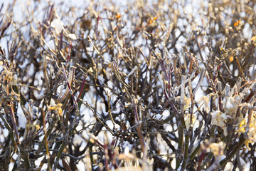 Winter branches bushes without leaves in the frost
