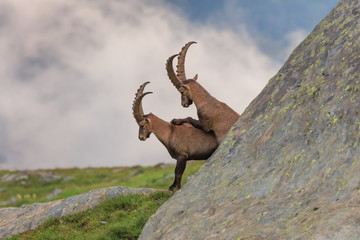 Ibex , Range of Mont-Blanc , French Alps