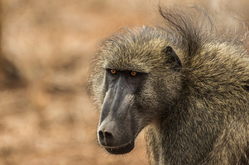 Chacma Baboon Portrait