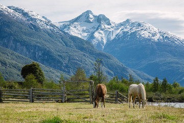 Horses