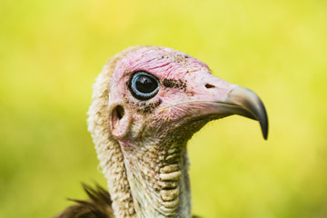 Portrait of a vulture
