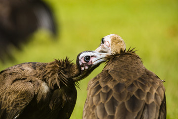 A vulture picking feathers with another vulture