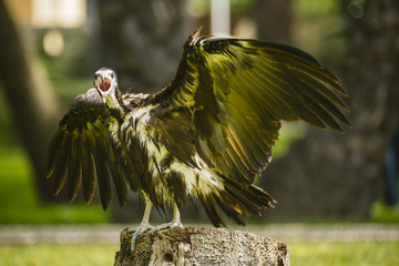 A vulture spreading its wings