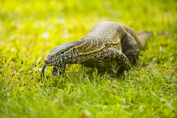 a lizard crawling in the grass