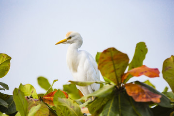An egret in the top of a tree