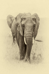 Herd of african elephants - Kenya, Africa © vadim_petrakov