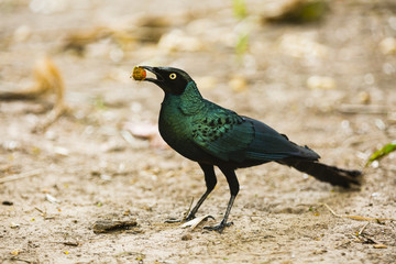 A starling eating a berry