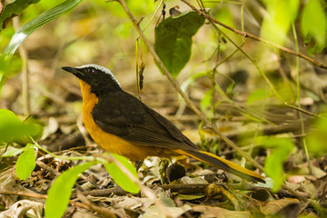 A Robin Chat in a bush