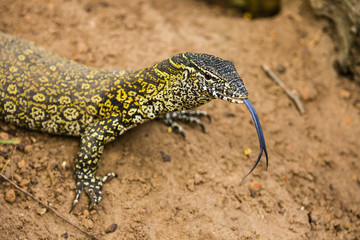 A lizard with its tongue out