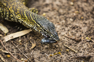 A lizard eating a beetle