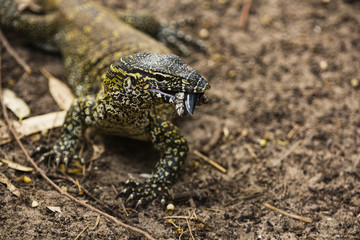 A lizard eating a beetle