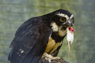 an owl eating a mouse