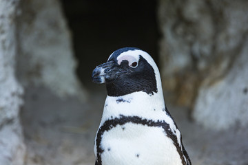a portrait of a penguin