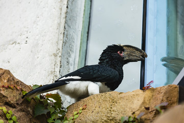 a hornbill looking at its reflection in a window