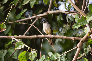 a babbler in a tree