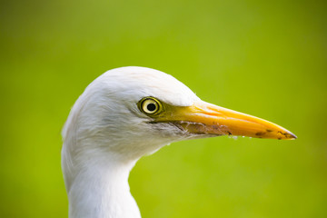a close up of an egret