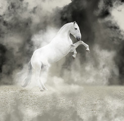 White reared horse in the light smoke on dark background
