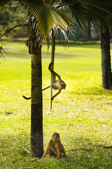 two monkeys playing