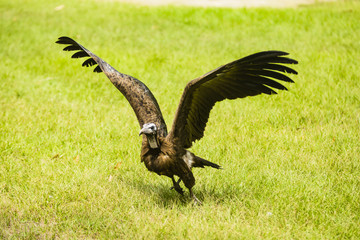 vulture taking off