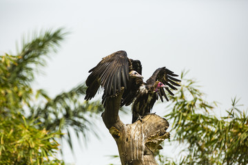 two vultures drying their wings