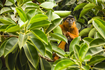Kololi. Gambia