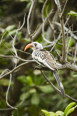 Kololi. Gambia