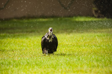 vulture catching water drops