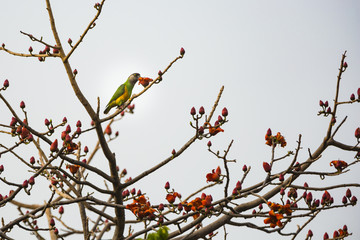 a parrot eating red leave