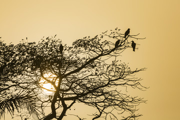 birds in a tree with sunset