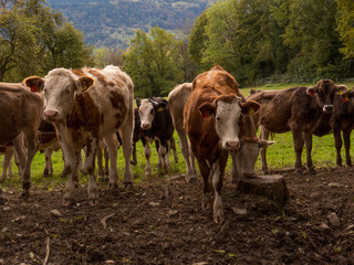 Kühe am Fluss schauen Dich an