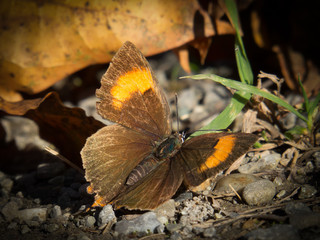 Schmetterling