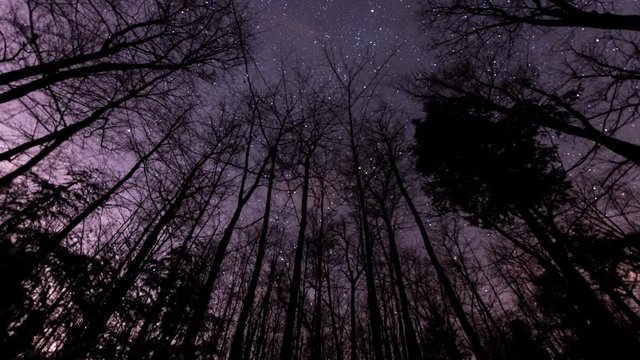 Time lapse of stars moving behind a row of bare trees