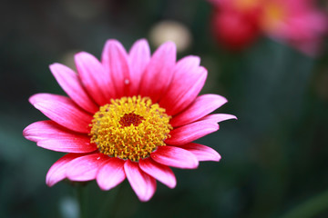 Small pink Margriet flower at close 