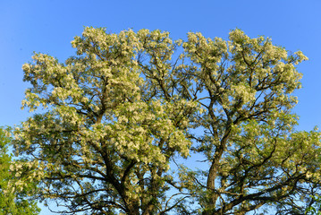 Beautiful flowering acacia trees in the spring against the blue