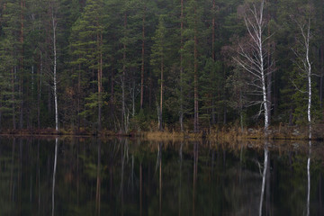 trees reflection II