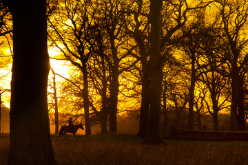 Holkham Park beech trees in Winter sunset