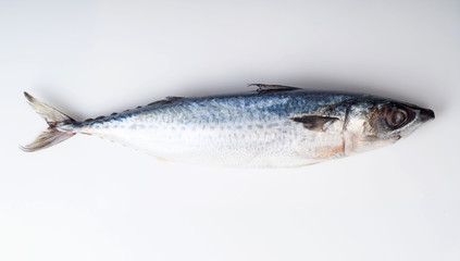 Marine raw fish mackerel seafood isolated on white background