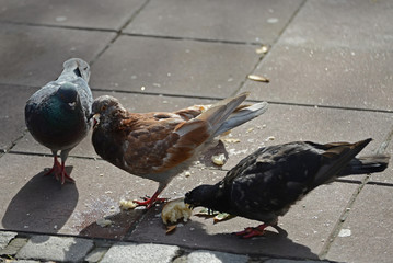 Pigeons eating bread